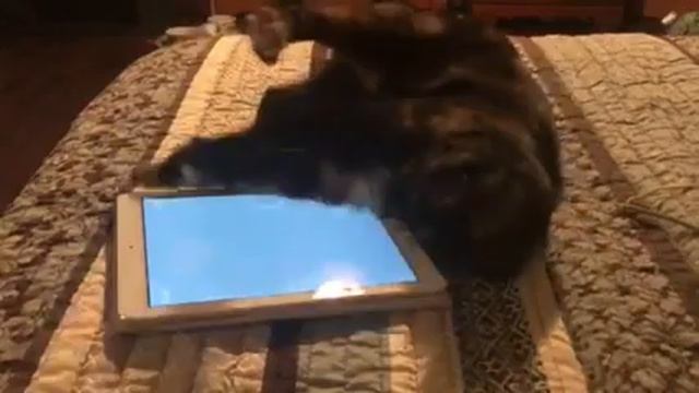 Cat for Adoption Loves iPad (Honey) Wichita Animal Action League (WAAL) смотреть онлайн