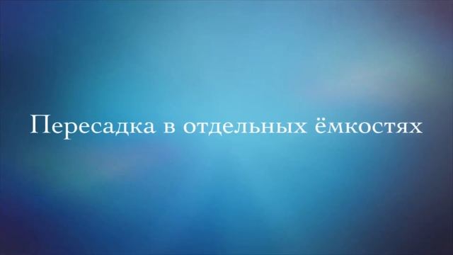 Как вырасти дуб из жёлудя смотреть онлайн