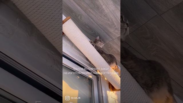 осчастливим твоего питомца, читай описание ❤️👇🏻 смотреть онлайн