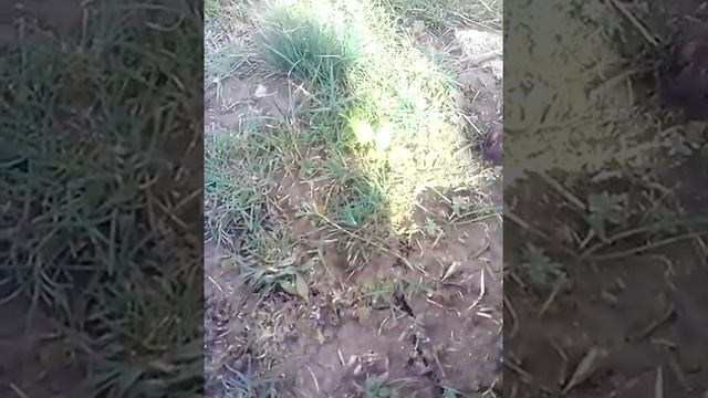 Жук-навозник путь домой смотреть онлайн