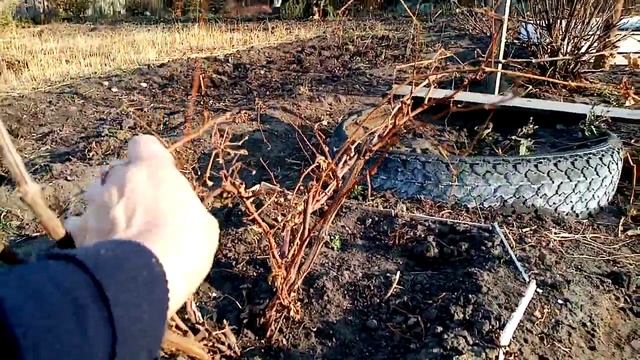 Укрытие грядки клубники лесным отпадом. смотреть онлайн