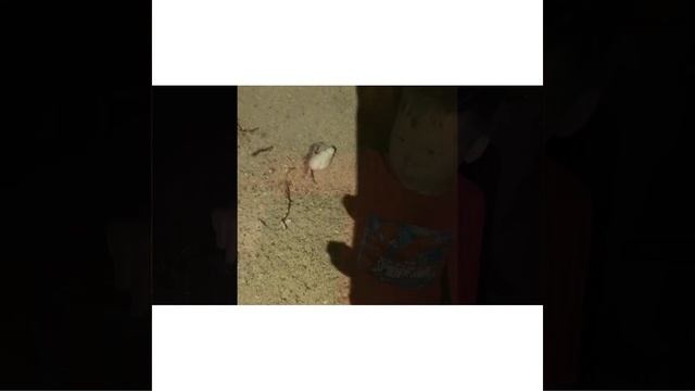 Шри Ланка 2021, национальный парк YALA смотреть онлайн