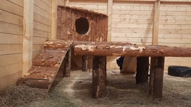 Пантера Наоми решила немного похулиганить?⬛? ПАРК ЗЕМЛЯ ПРАЙДА ? смотреть онлайн