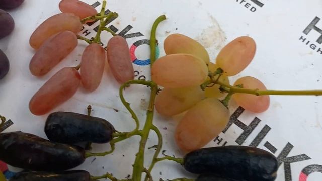 Самые крупные сорта "Дамские пальчики" смотреть онлайн