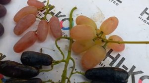 Самые крупные сорта "Дамские пальчики"