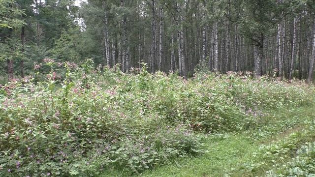 Дорога в Лавру часть 2 (до пл. "Заветы Ильича") смотреть онлайн
