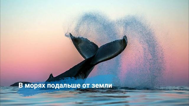 Стихотворение КИТА ОГРОМНЕЙ ЗВЕРЯ НЕТ/Автор неизвестен/Ко Дню китов/19 февраля смотреть онлайн