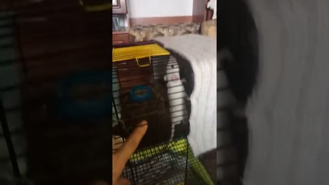 Крысята Дамбо Рексы смотреть онлайн