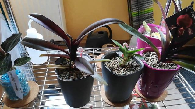 Orchideen - Andere Kulturform - So kultiviere ich Orchideen in Lechuza-Pon смотреть онлайн
