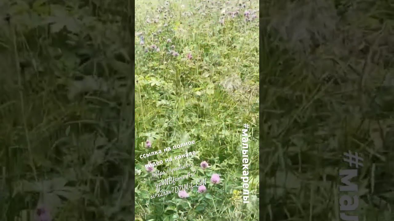 Малые карелы смотреть онлайн