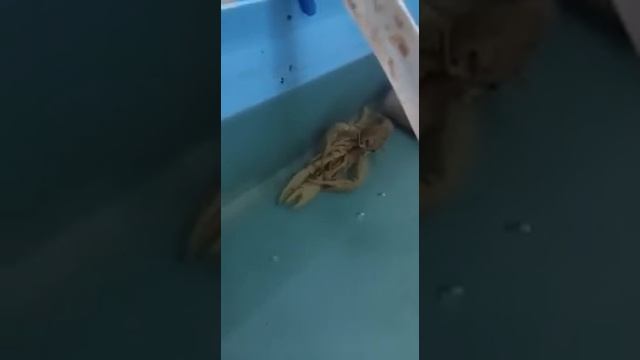 Спаривание калифорнийских раков смотреть онлайн