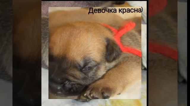 Щенки ка де бо 22.08.16 смотреть онлайн