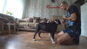 Как обучать щенка командам? Дрессировка и послушание. Щенок Амстаффа. Закрепляем и изучаем!