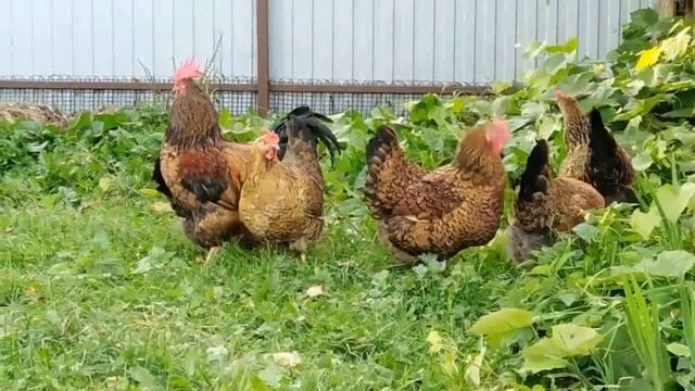 КУЧИНСКАЯ ЮБИЛЕЙНАЯ 5 МЕС. мой птичий уголок смотреть онлайн