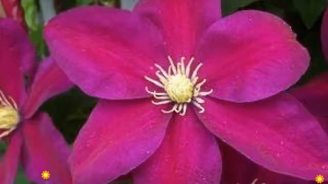 Клематис гибридный Sunset. Краткий обзор, описание характеристик, где купить саженцы, крупномеры смотреть онлайн