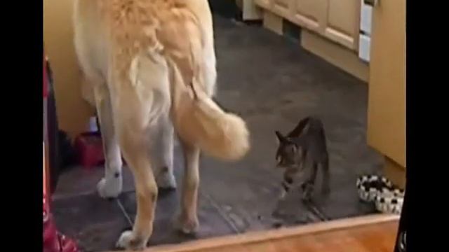 Смотреть видео приколы с котами 55 смотреть онлайн