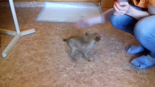 Позитивный малыш. Русский гладкошерстный той. Продается. смотреть онлайн