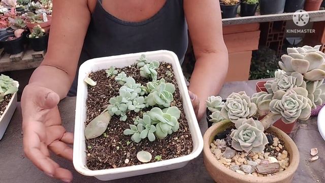 Como eu MULTIPLICO a Graptoveria LOVELY ROSE Sem segredos!! смотреть онлайн