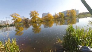 Что может универсальный спиннинг. Палка под ВСЁ! Flagman Blackfire.