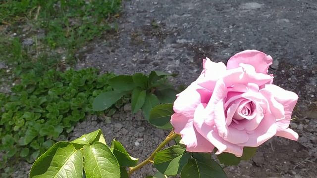 Моя красивая и душистая роза -"Незнакомка". смотреть онлайн