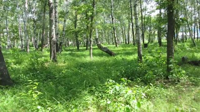 БЕРЁЗОВАЯ РОЩА прогулка В п ПРОГРЕСС АМУРСКОЙ обл (1) смотреть онлайн