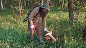 РЕЗУЛЬТАТИВНАЯ ОХОТА НА КОСУЛЮ В ИЮНЕ