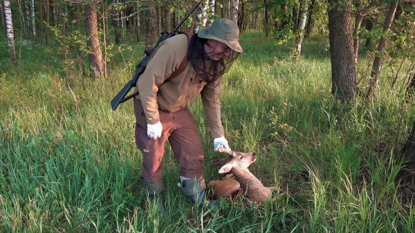 РЕЗУЛЬТАТИВНАЯ ОХОТА НА КОСУЛЮ В ИЮНЕ