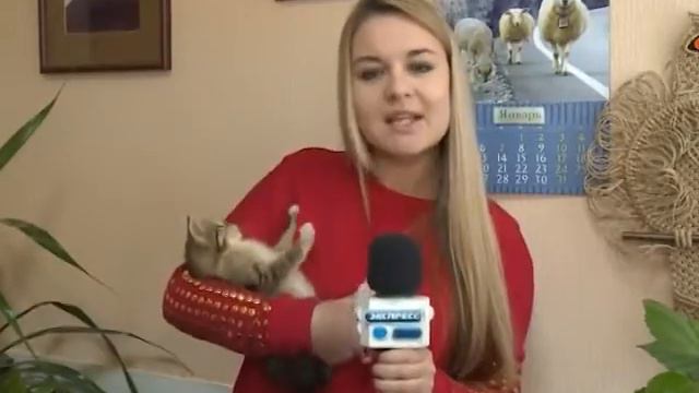 Пензенский зоопарк отдаст озорного полосатого котенка в добр смотреть онлайн