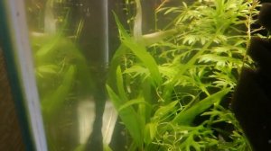 Пересадила лимонник из 30-литрового аквариума с 100-литровый