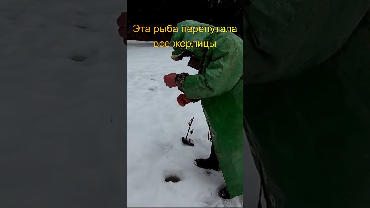 Эта рыба перепутала все жерлицы #shorts смотреть онлайн