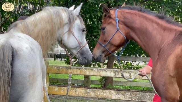 Arabian Stallion Flirts With 4 Mares | Horse Flirting ❤️??