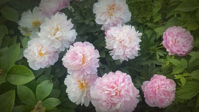 МОИ ПИОНЫ Лето 2022 PINK HEART THROB mov смотреть онлайн