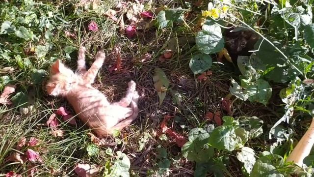 Влог/ СЕГОДНЯШИЙ ТЕПЛЫЙ ДЕНЬ / ?ДЕЛАЕМ САМЫЙ ВИТАМИННЫЙ САЛАТ "РОМАШКА"?? смотреть онлайн