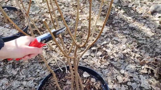 ??Формування гортензії на чотирьох ніжках. Сорт Fraise Melba ?? смотреть онлайн