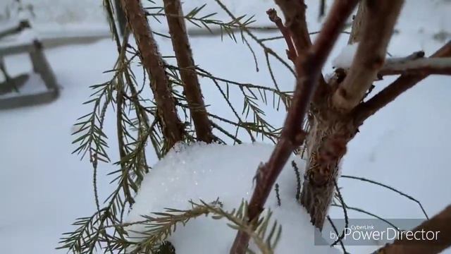 Минимальное укрытие плодовых на зиму на Вятке. смотреть онлайн