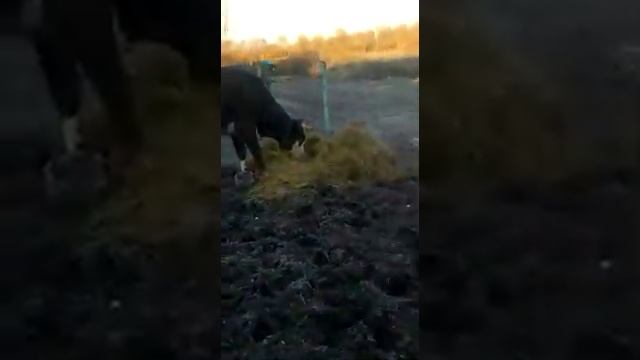 Коровы чистоплотные или грязнули? Какие они бывают? смотреть онлайн