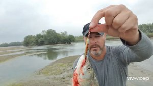 Жерех на Пилькер