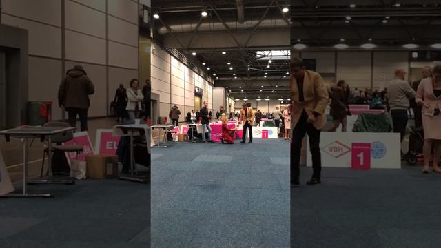 World Dog Show 2017 cirneco / чирнеко смотреть онлайн