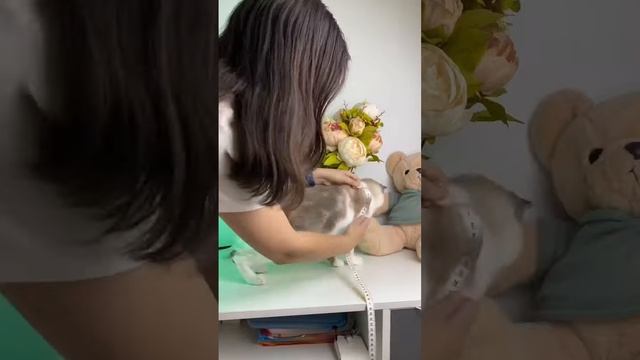 Заказала свитшот для кошки #свитшоты #пошиводежды #кошки #длякошек #алматыЗаказала свитшот для кошки смотреть онлайн