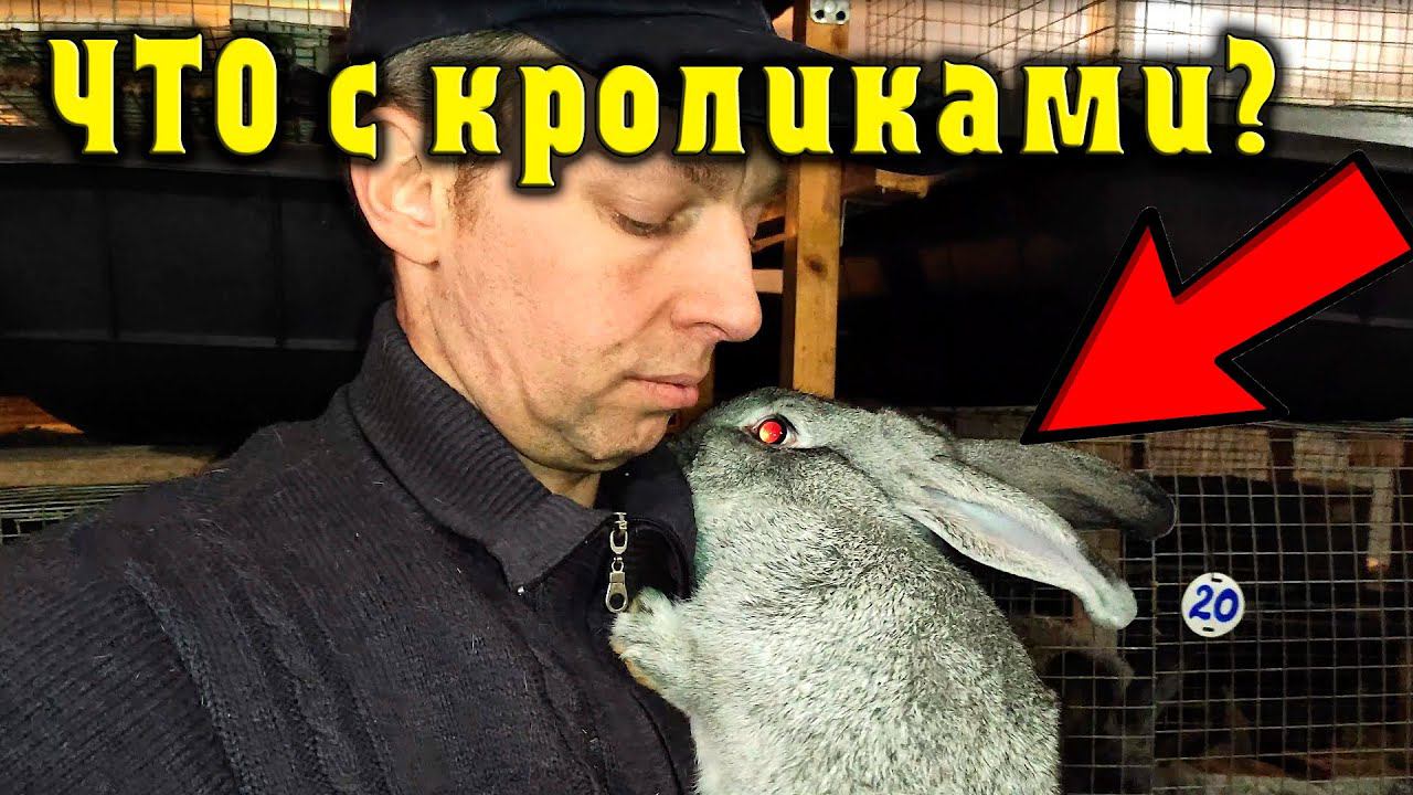 Долгожданные окролы. Новые маточники. Клетки по технологии А.С. Пушкина. Двухступенчатое миксование смотреть онлайн