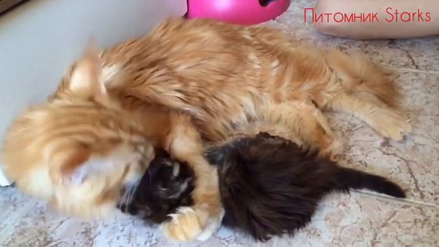 Котенок мейн-кун Полина и её персональный рыжий нянь смотреть онлайн
