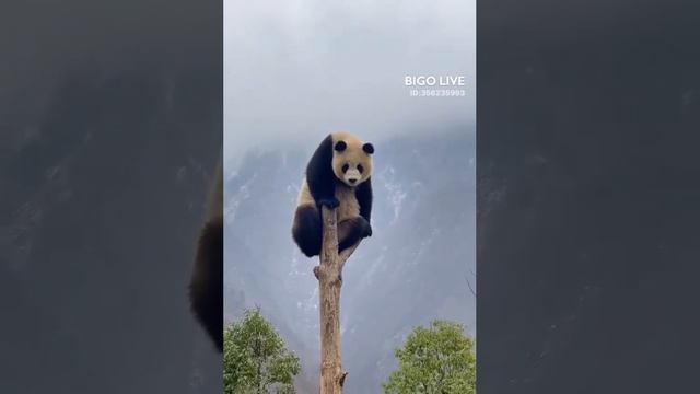 BIGOLIVE_20230423_202316.mp4