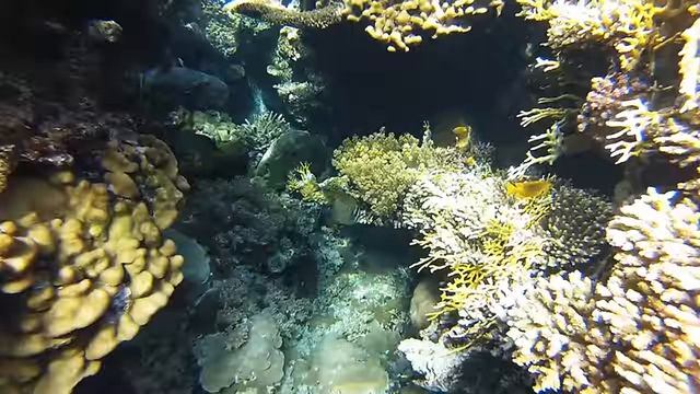 **Monte Carlo Sharm Resort & Spa** Длинношипая рыба-еж (Diodon hystrix) // Sharm El Sheikh смотреть онлайн