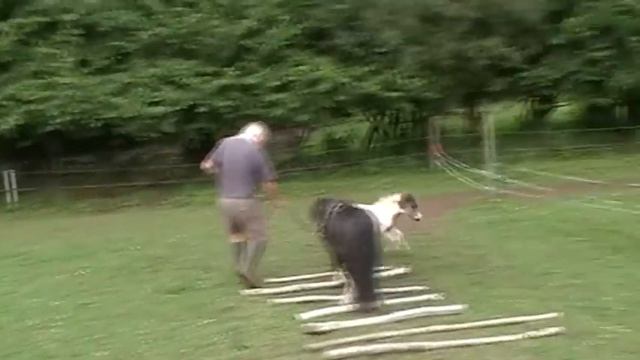 Falabella filly foal galloping смотреть онлайн