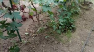 @Вкуснейший виноград Клубничный, карамель  Отзыв о винограде
