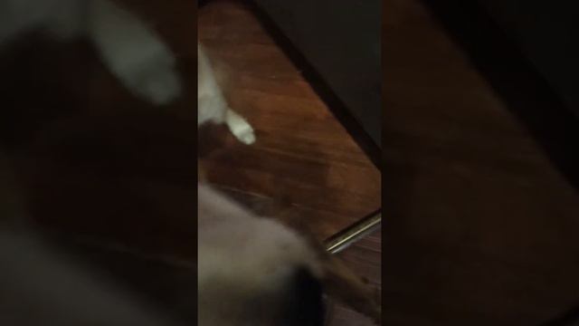 У собаки выпал зубl молочные зубы щенка/ голден ретривер смотреть онлайн