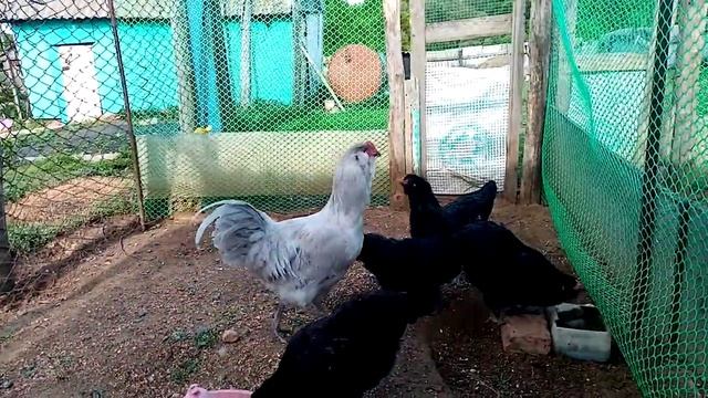 Наши новые петухи Амераукана!!!! смотреть онлайн