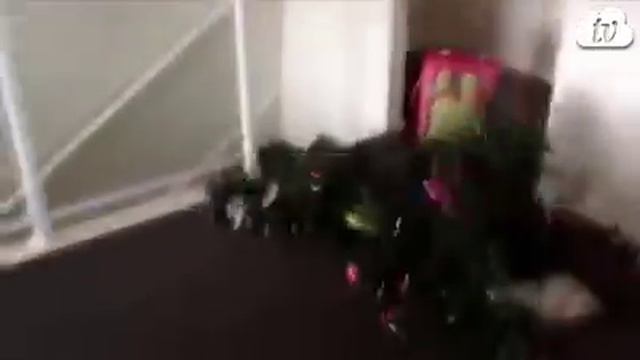 Новогодние коты и собаки смотреть онлайн