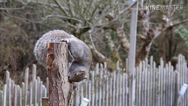 Что едят белки!!! смотреть онлайн