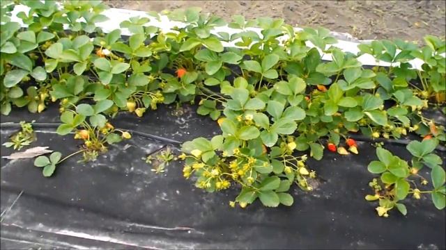 Клубника Мурано 2021 год. Начало созревания в открытом грунте. смотреть онлайн